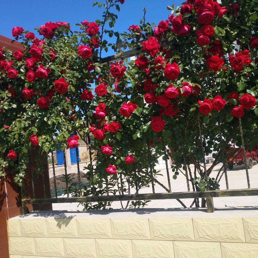 小刚挖机欢迎您😊