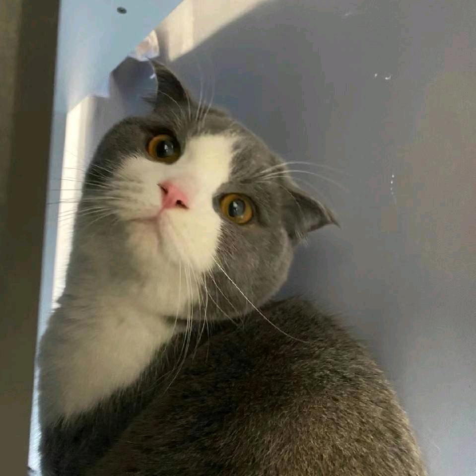 媛媛的脑袋