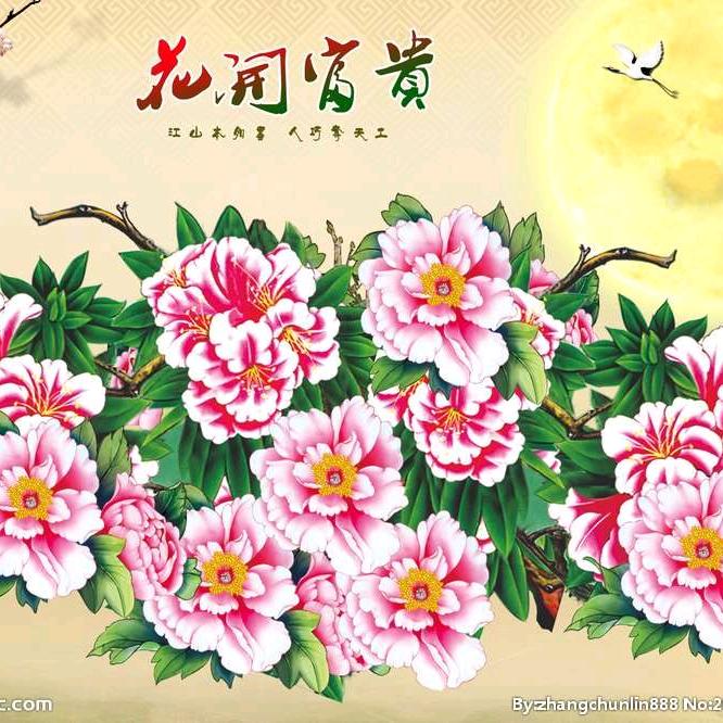 自由鸟🐤