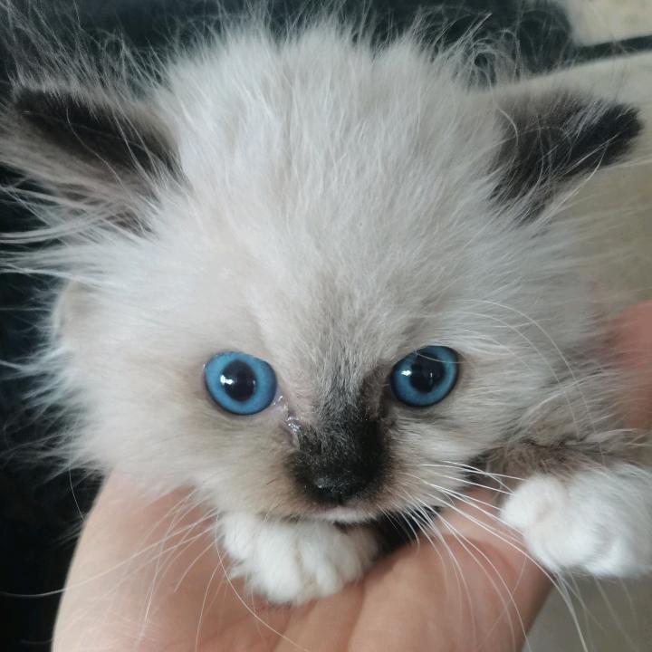 淼淼