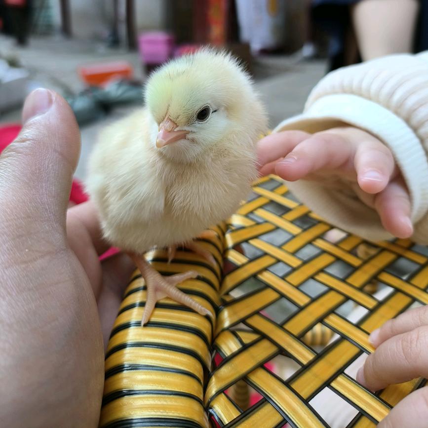 永州本地鸡苗批发-唐