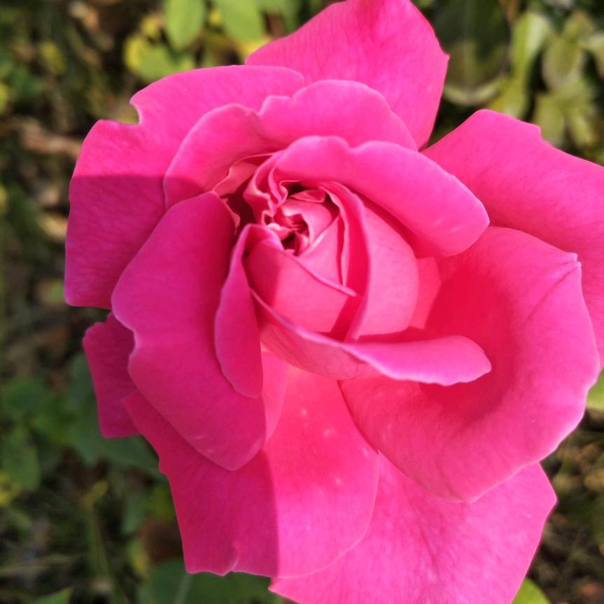吉祥如意🌹