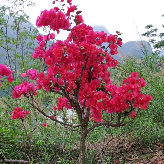 莓莓姐