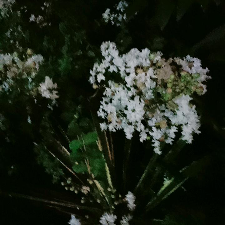 爱吃地瓜的小仙女👸