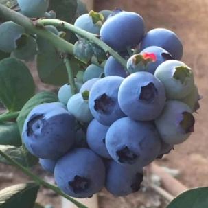 七里冲蓝莓园官方号