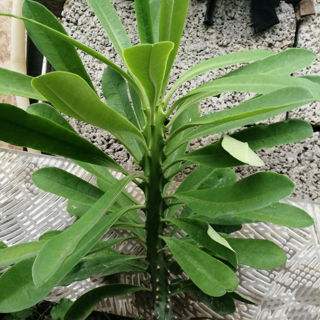 琼林玉枝