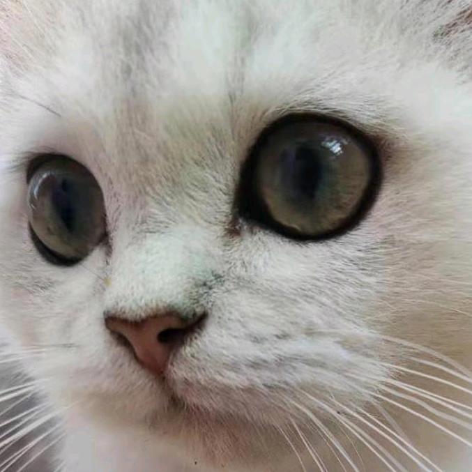 南京客栈猫舍猫店