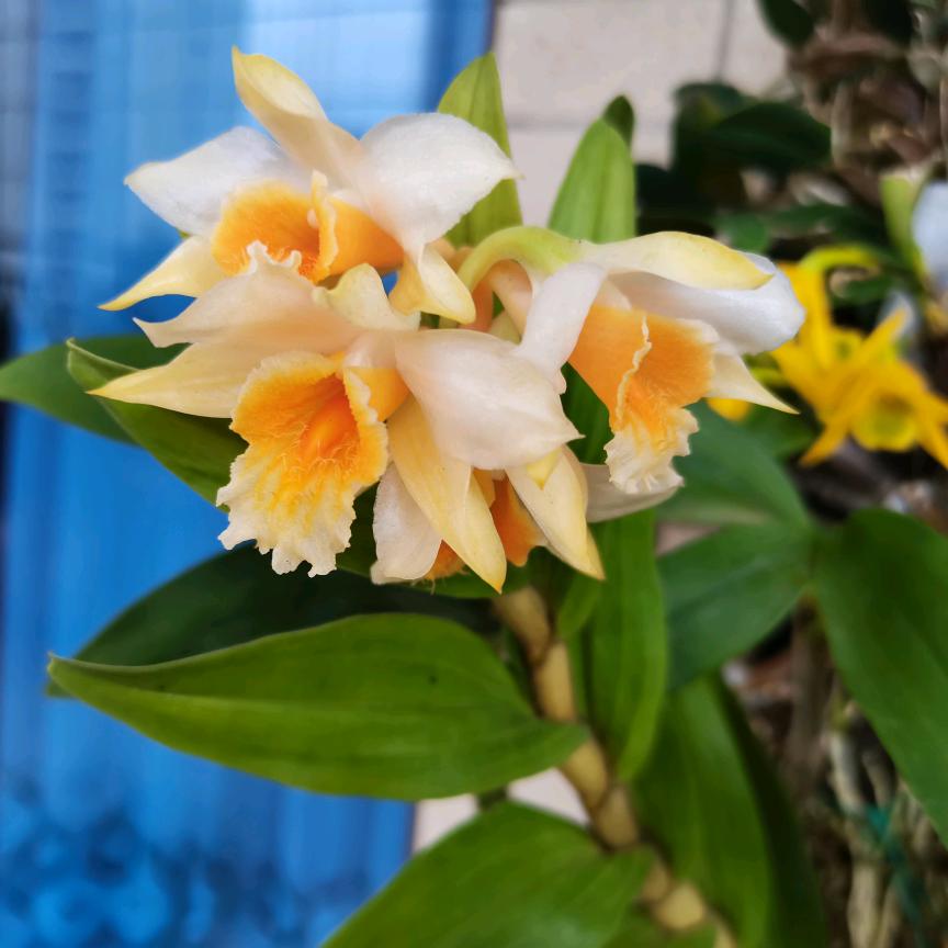 🌸静听花开🌸