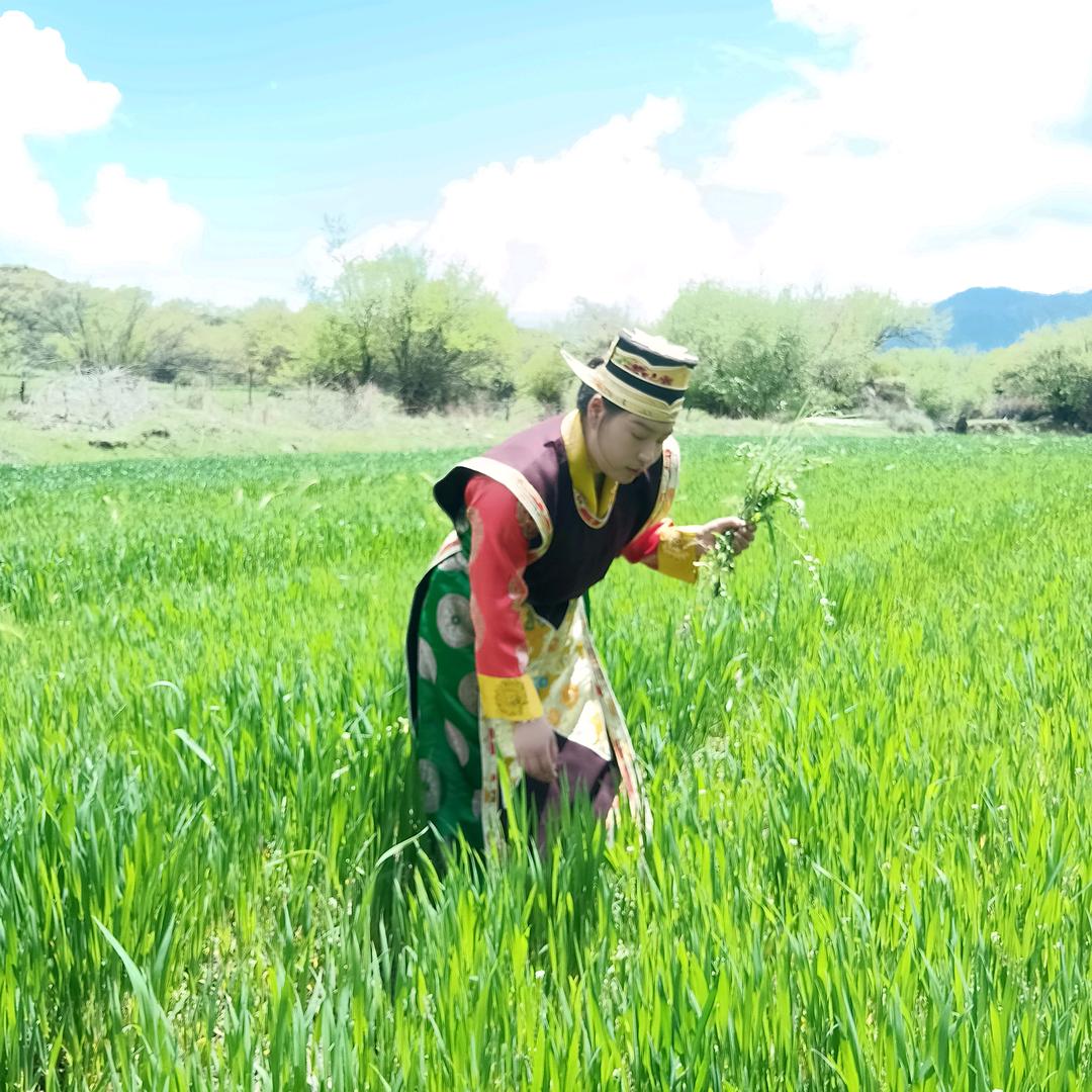 林芝索娜农产品