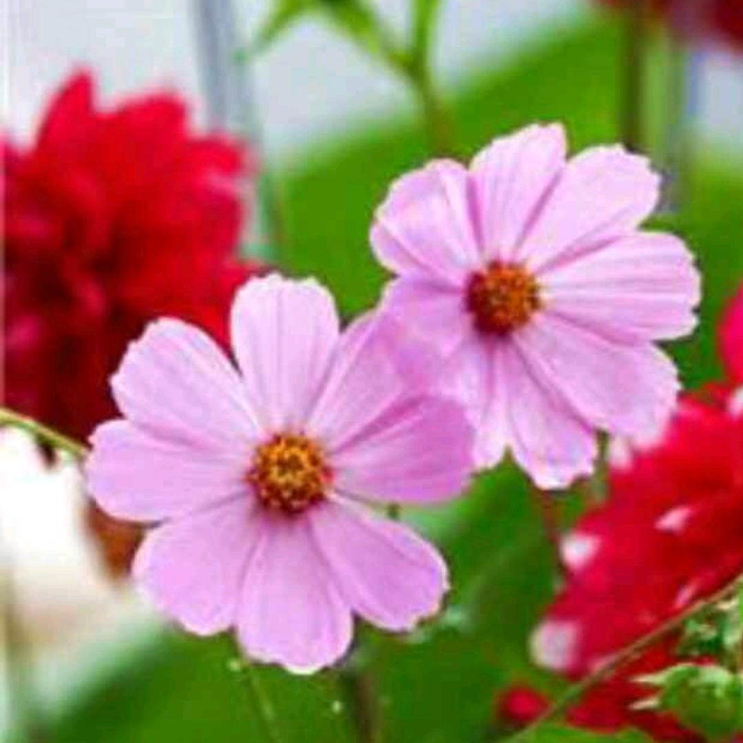 花里花朵开头像