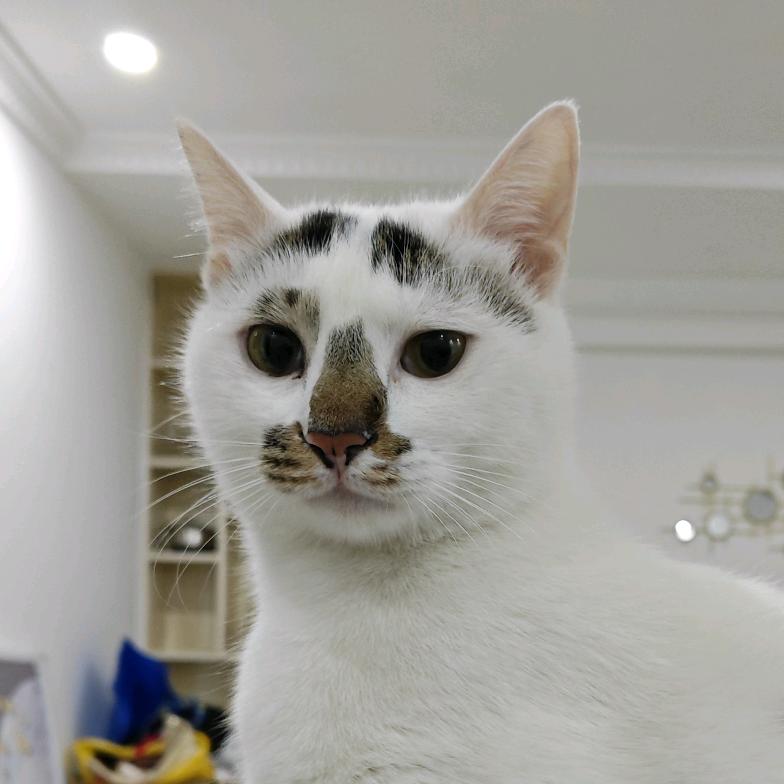 拖枪挂印小嘻嘻