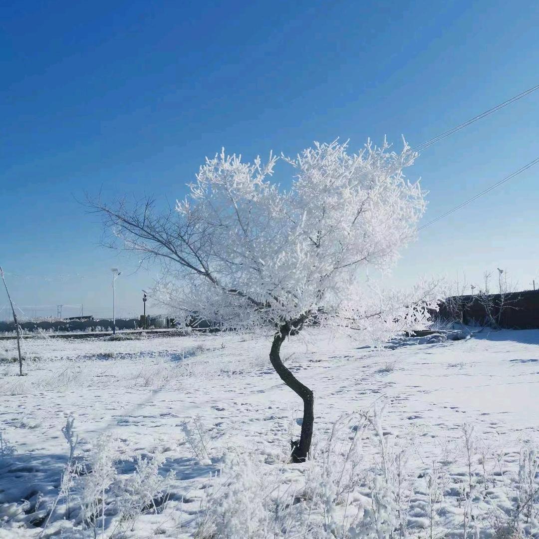 桂芬