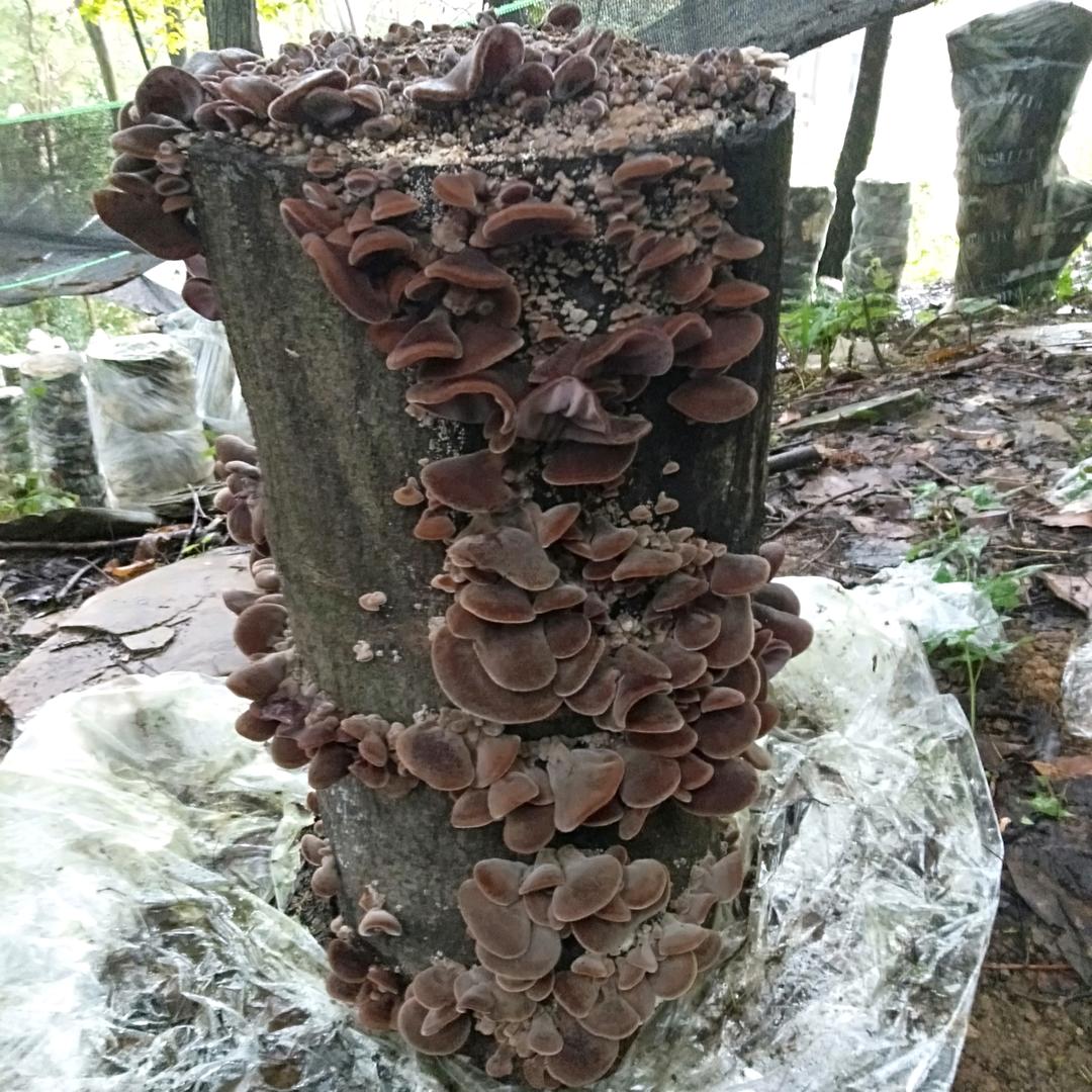 蘑菇小哥