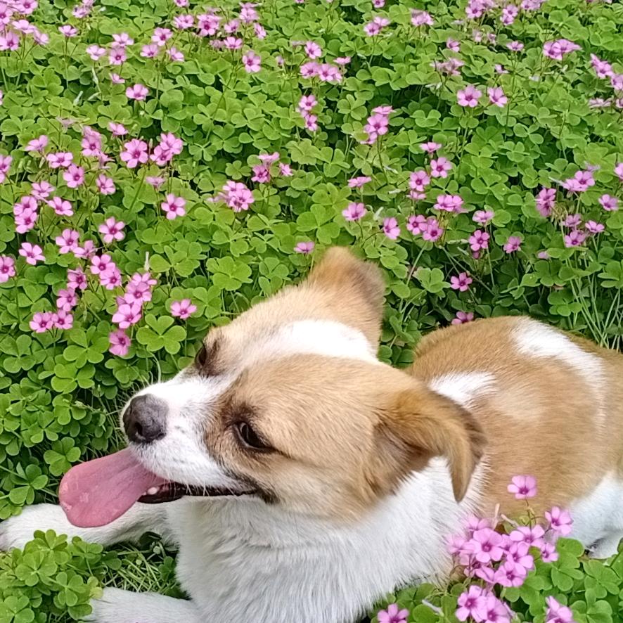流浪小猫