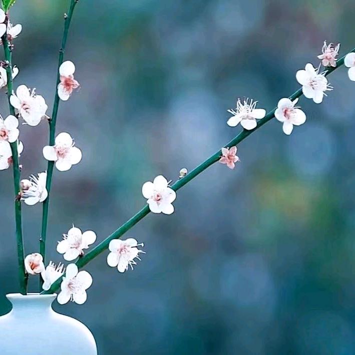 设计师三三