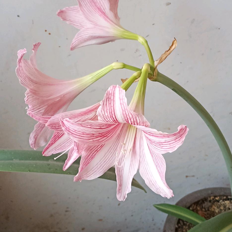 琉璃年华