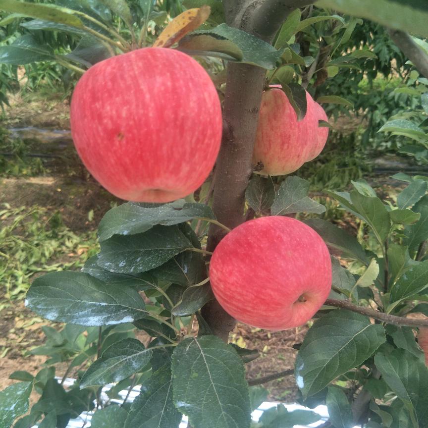 水果代办美好明天