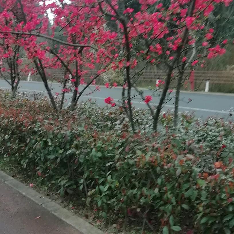 云淡风轻