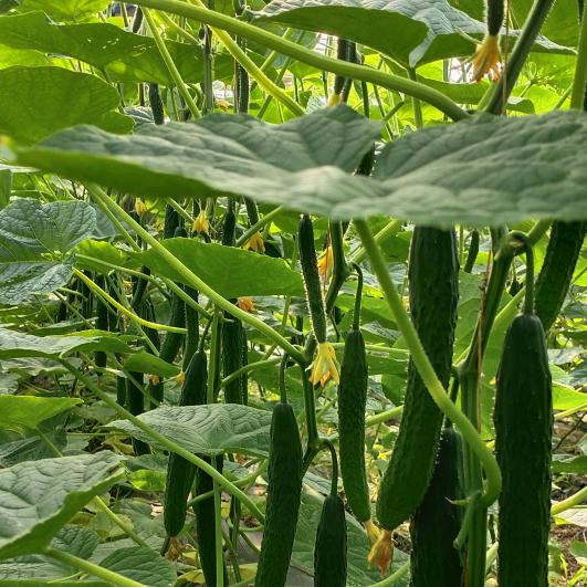 日久见人心～～