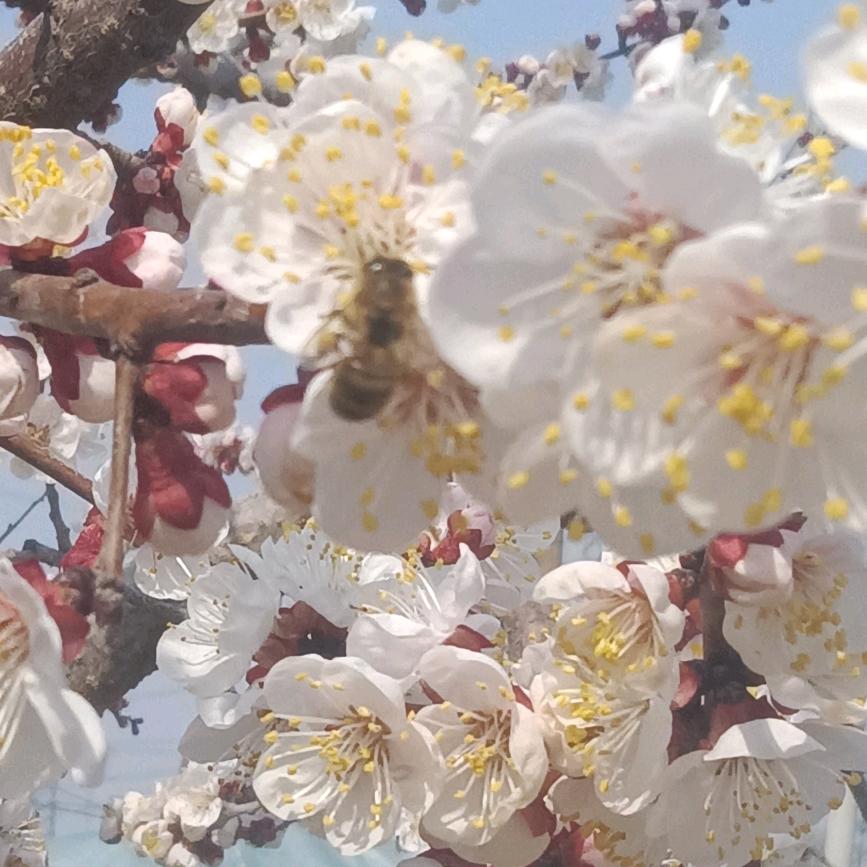 苏家小妹🍒与苏᭄💞梁缘💖