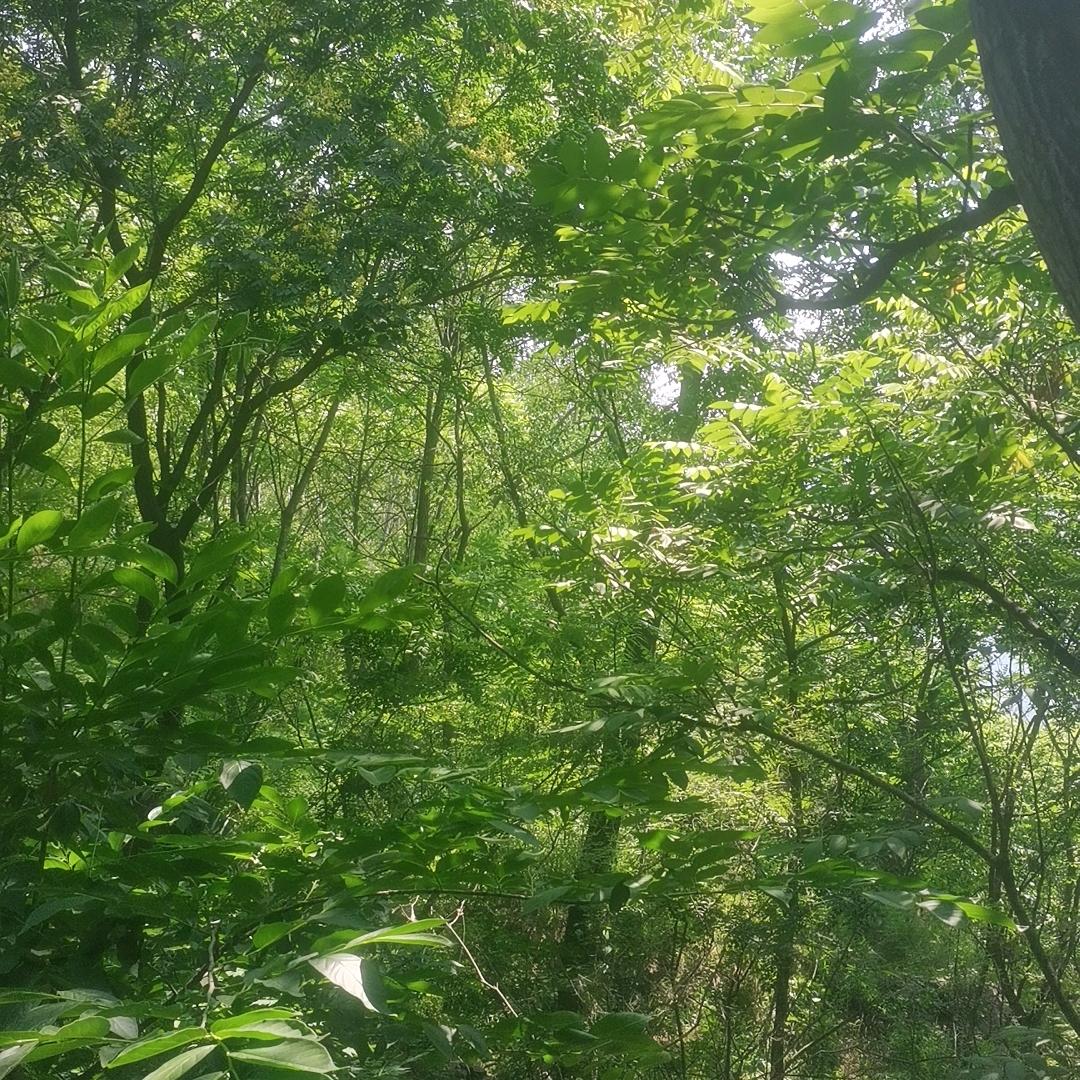 大海