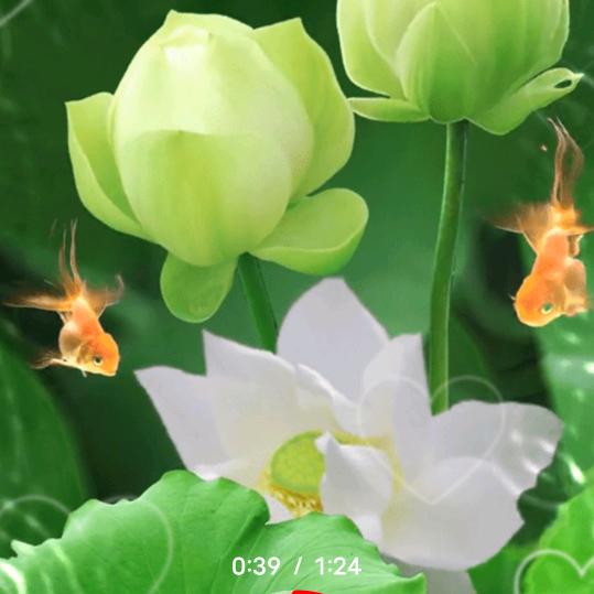 小小洋