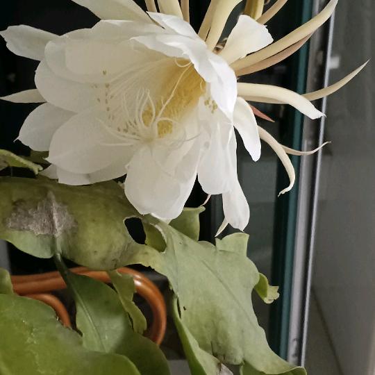 复兴