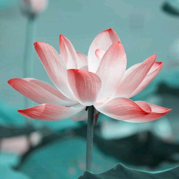 忘了回忆(๑Ő௰Ő๑)