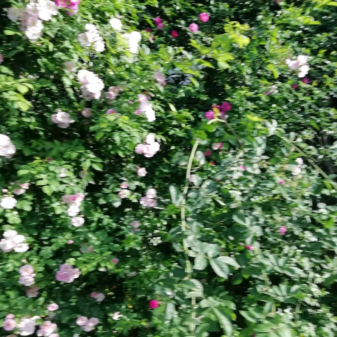 春夏秋冬又一春