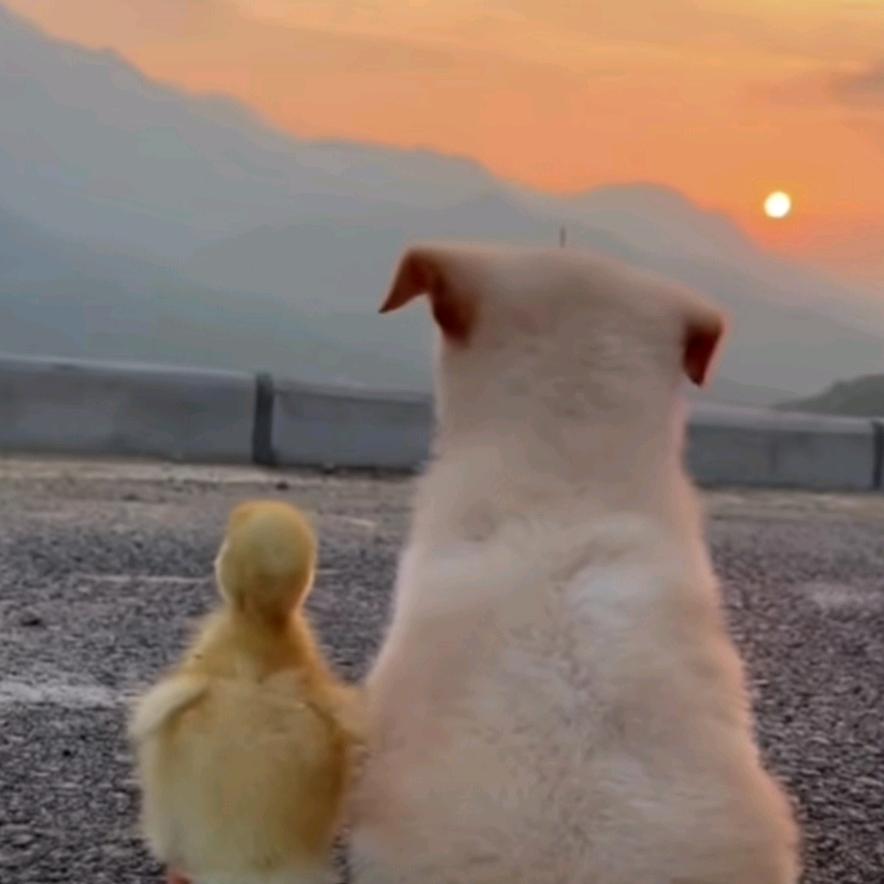 大十