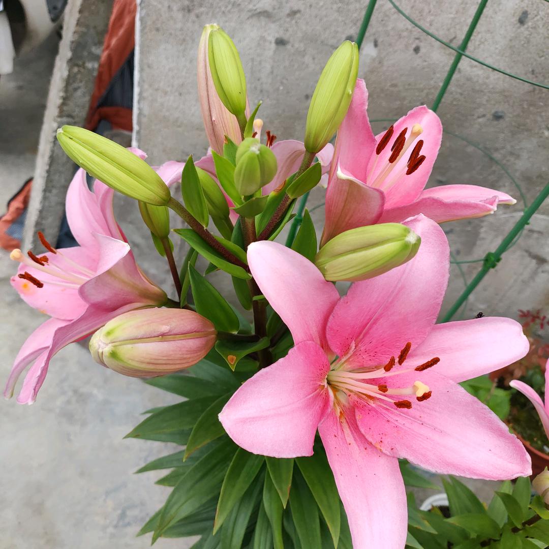 开心果依然是我