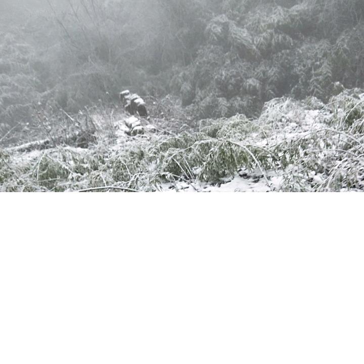 本宫不倒你永远都是妾