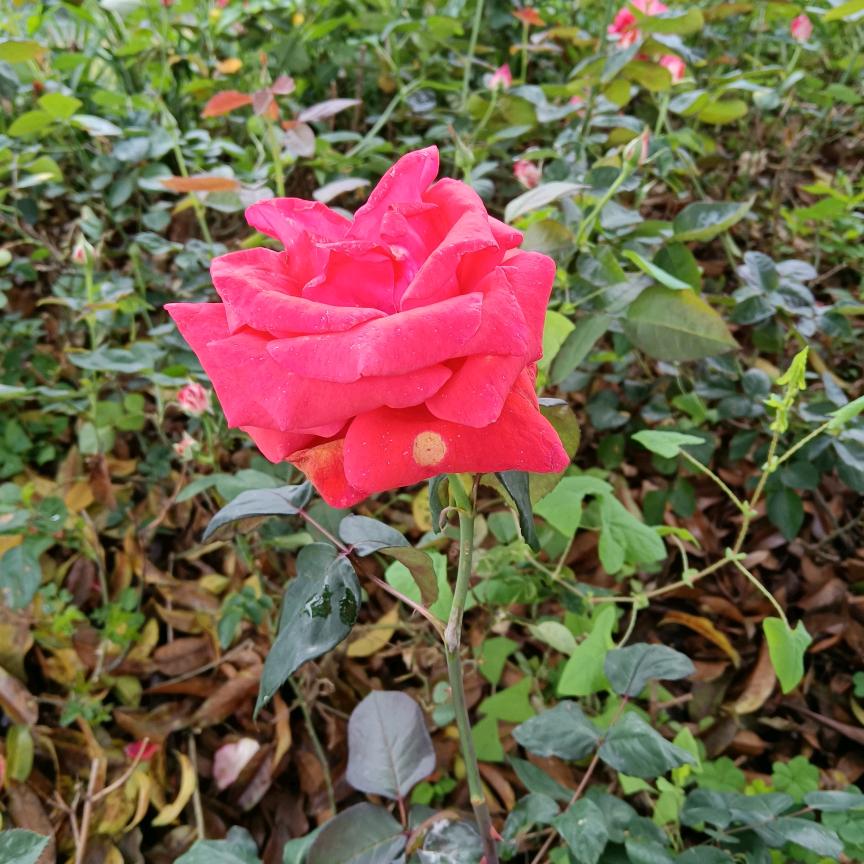 萍✺◟(∗❛ัᴗ❛ั∗)◞✺