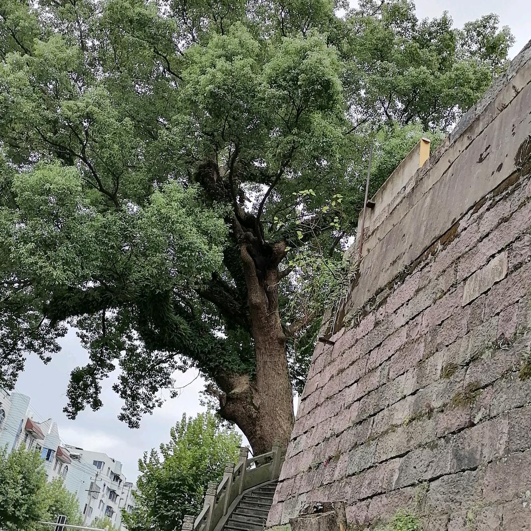 @顺其自然