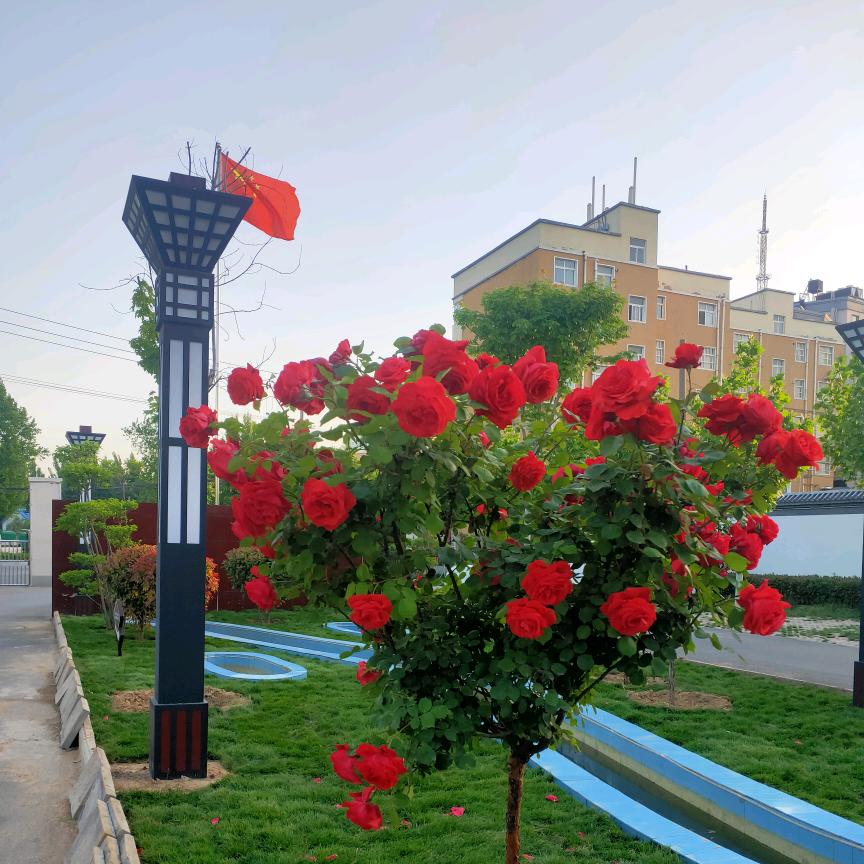 小火车....呜呜呜