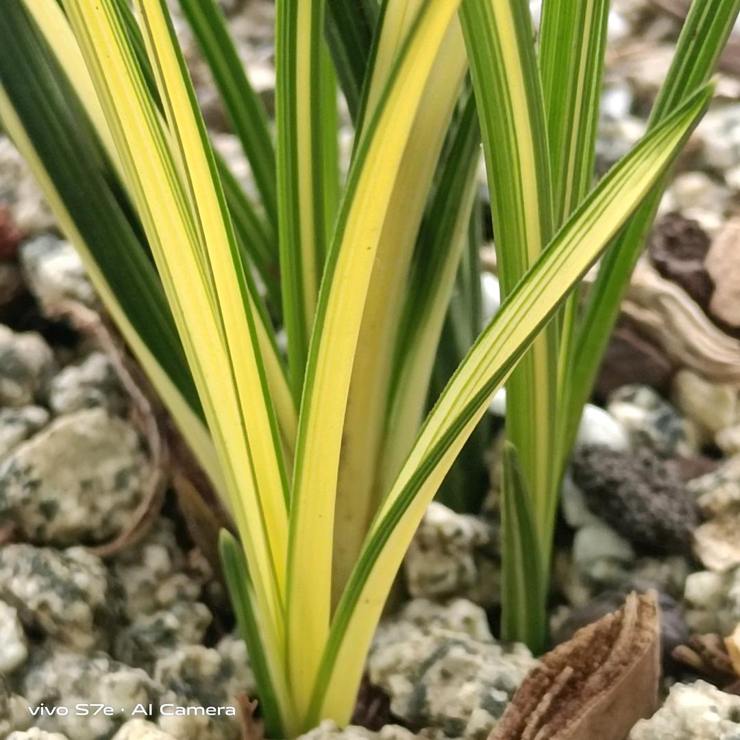 王小二兰花