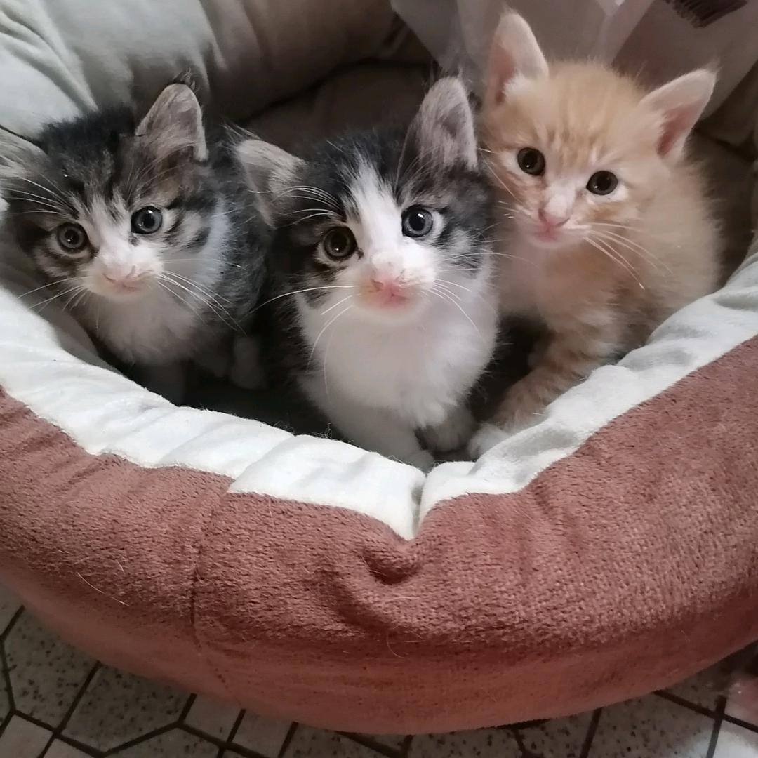 猫🐷