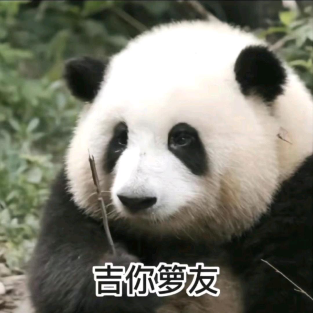 纵歌