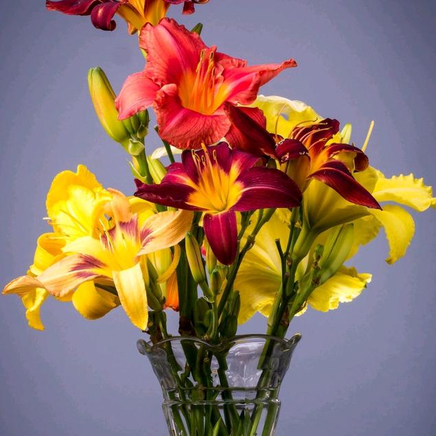 百花齐放