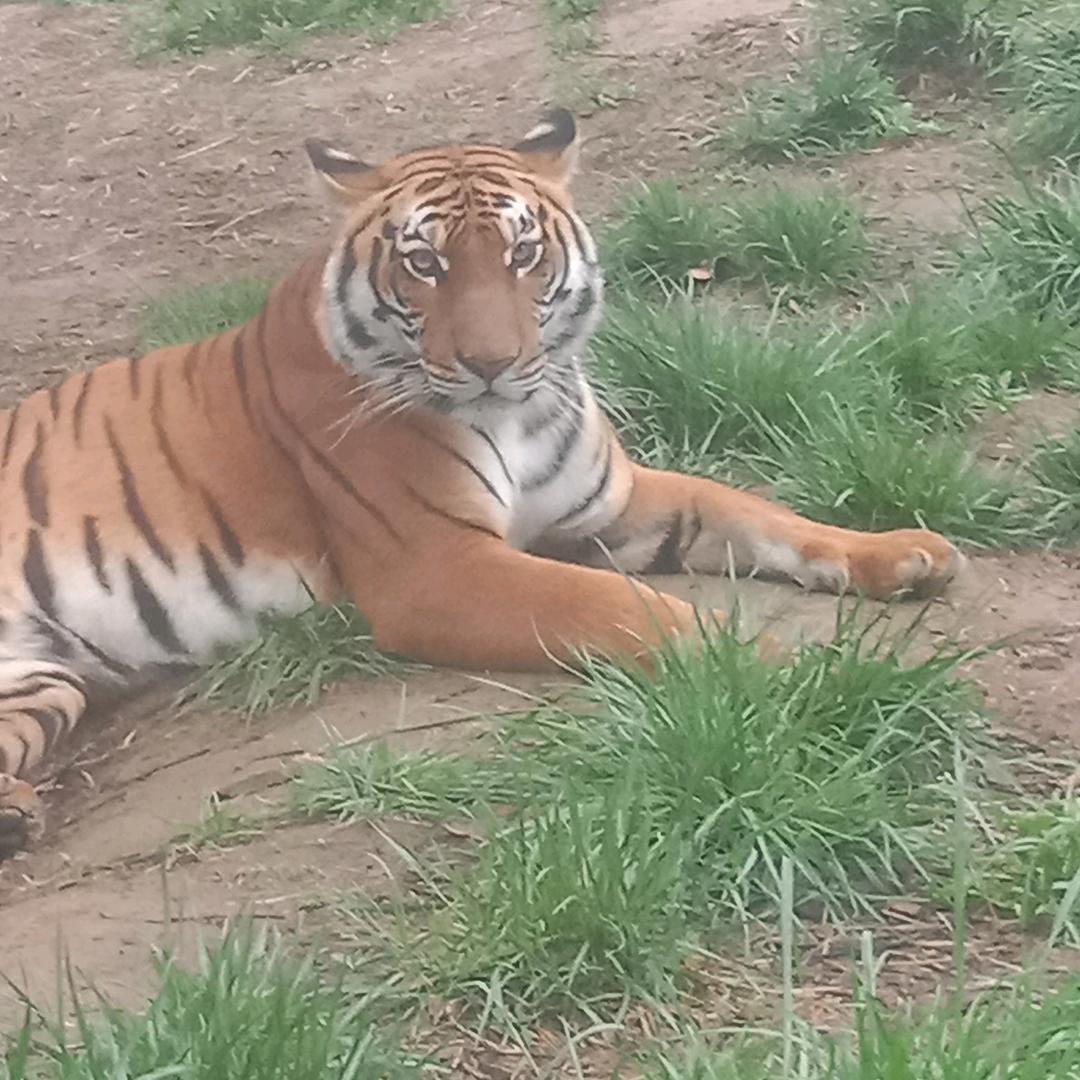 杨振力专业铺砖，包管支架