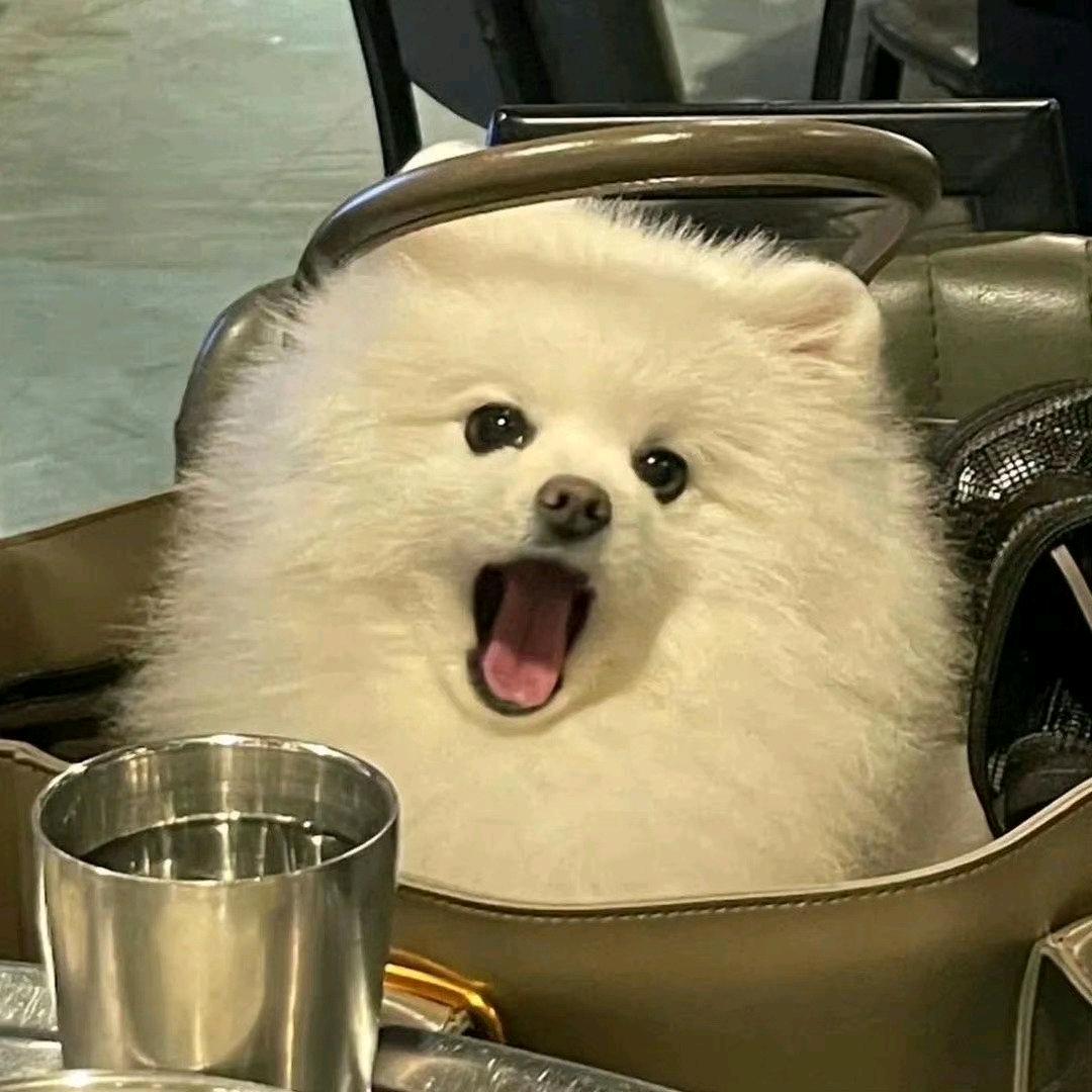 爱喝咖啡的萨摩耶