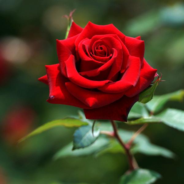 真神赐福【禁止私聊】