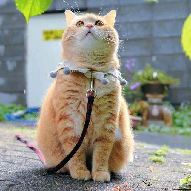 双哥