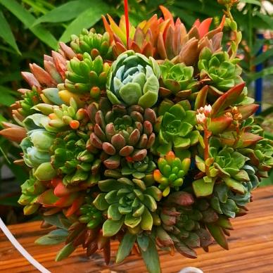 崖植研究园