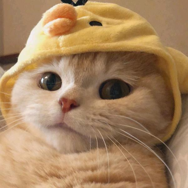 派大星~