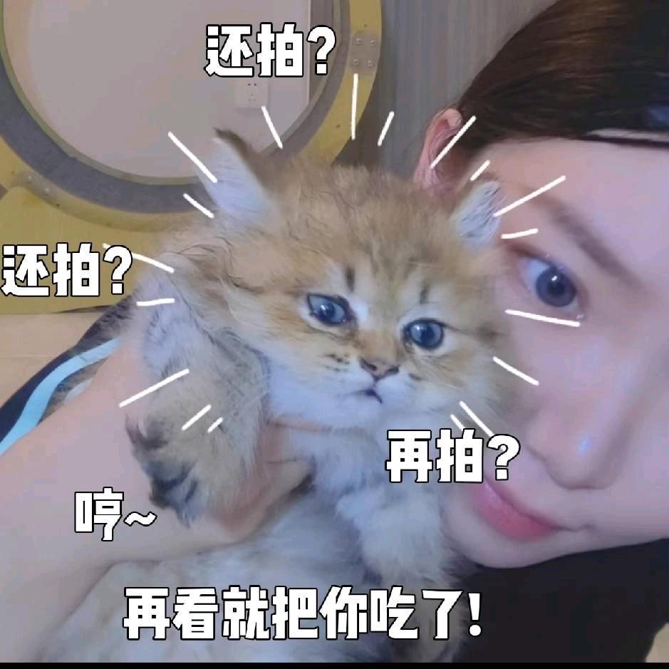 星星优选猫