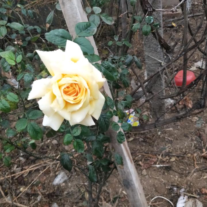 情人船