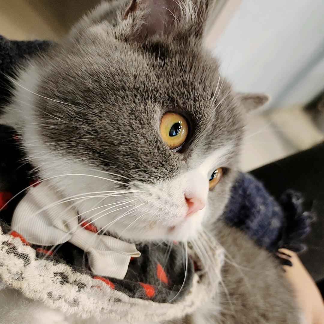 淮安区犬心犬意宠物馆