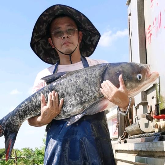 🐟鱼趣