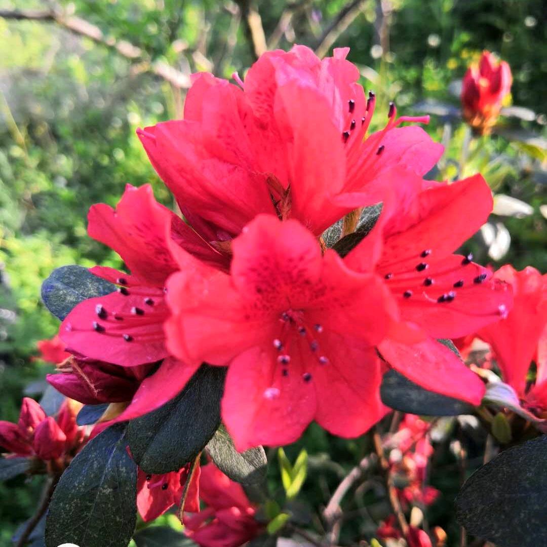 贵州吉祥园艺优品小铺